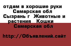 отдам в хорошие руки - Самарская обл., Сызрань г. Животные и растения » Кошки   . Самарская обл.